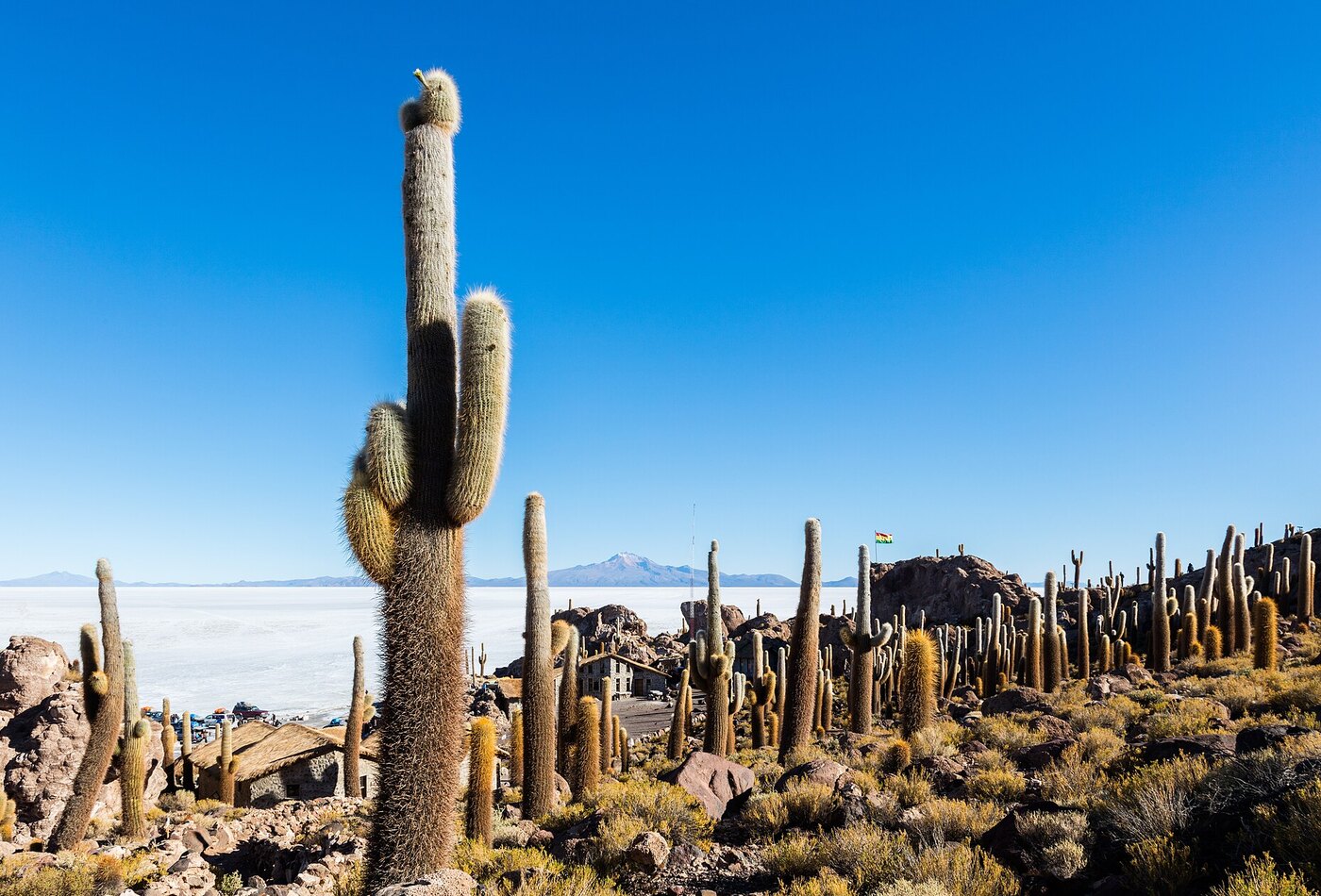 Isla Incahuasi Salar de Uyuni Bolivia