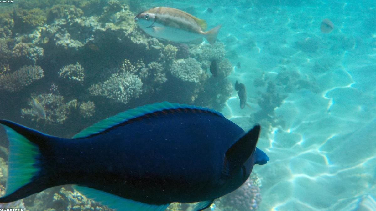 Красное море: Orange Bay и Giftun Islands