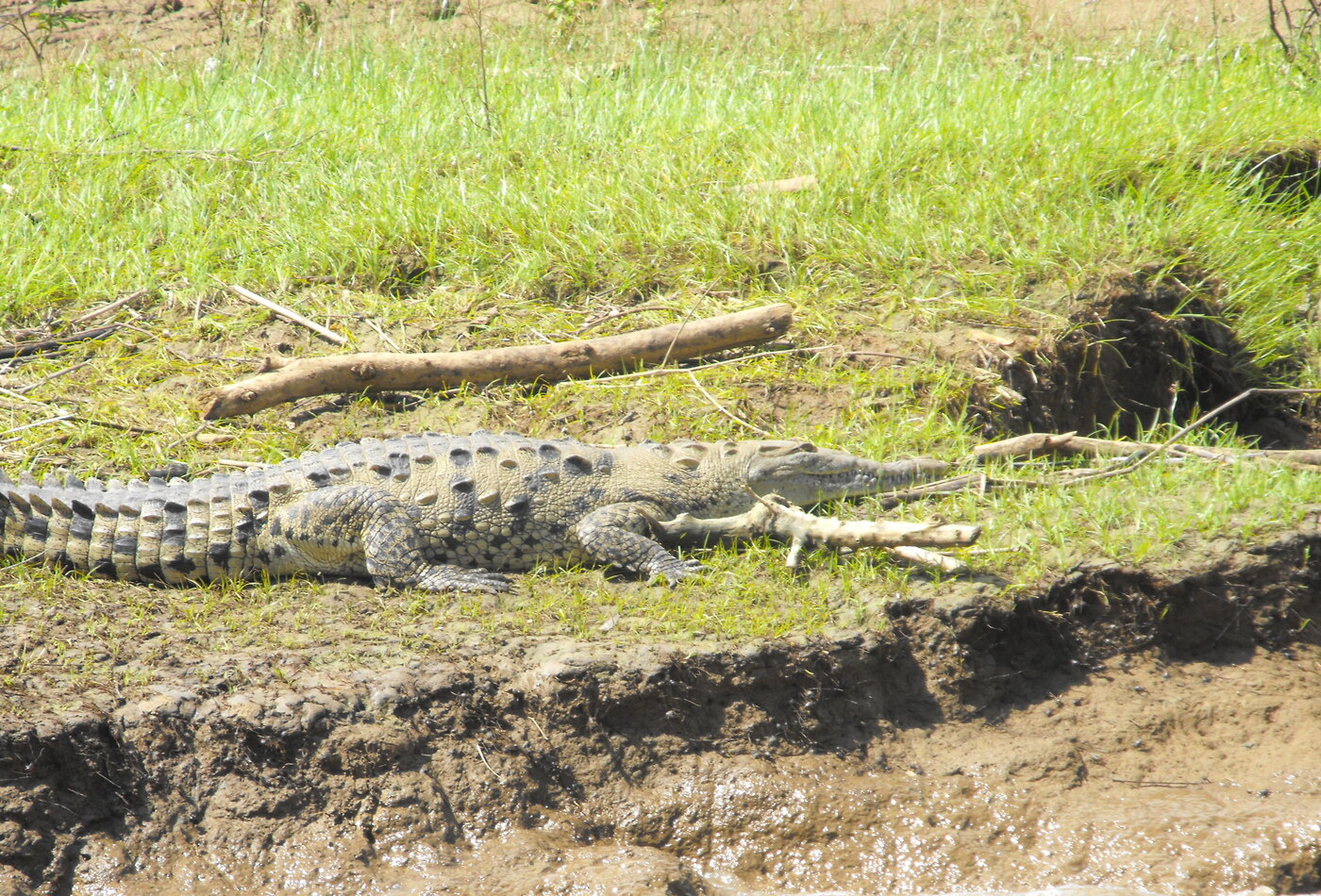Стены каньона Sumidero и wildlife-наблюдение