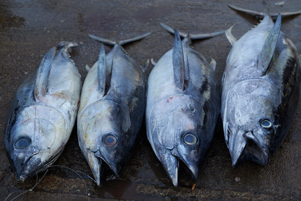Negombo Fish Market, Шри-Ланка