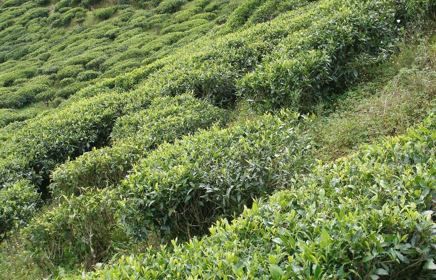 TEA Country, Шри-Ланка